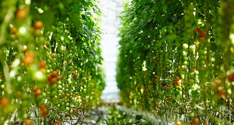 Orange is the new green, for greenhouses Orange is the new green, for greenhouses