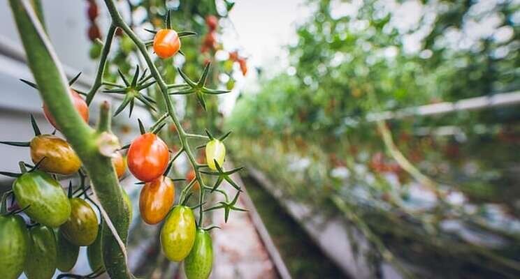 Bayer organic vegetable seeds portfolio now active Bayer organic vegetable seeds portfolio now active