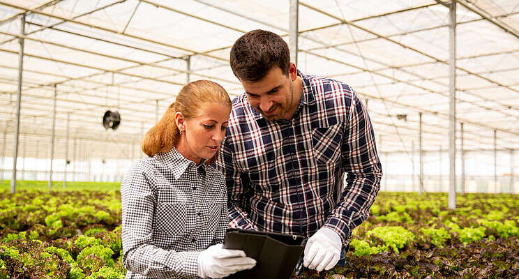 New sensor has a nose for greenhouse pests New sensor has a nose for greenhouse pests