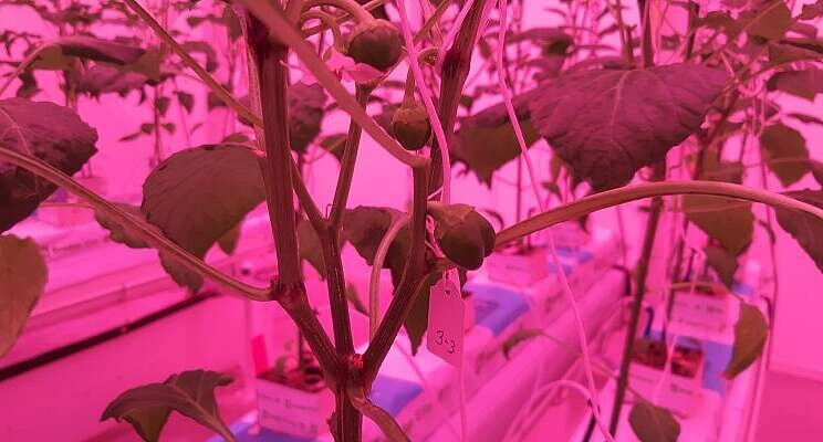 Indoor growing of sweet pepper, what are the options? Indoor growing of sweet pepper, what are the options?