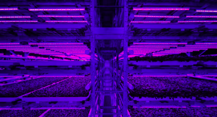 LED lighting feeds the produce at Pittsburgh vertical farm