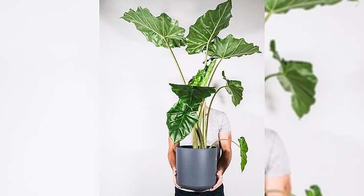 New exotic rare foliage plant offers striking color patterns New exotic rare foliage plant offers striking color patterns