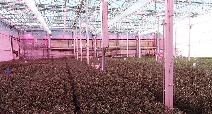LED grow lights for sustainable chrysanthemum cultivation LED grow lights for sustainable chrysanthemum cultivation