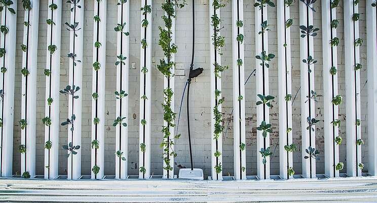 Vertical farming will play a role in future food production Vertical farming will play a role in future food production