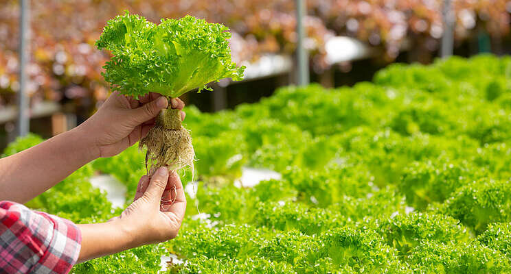 5 questions to ask your plant nutrition supplier 5 questions to ask your plant nutrition supplier