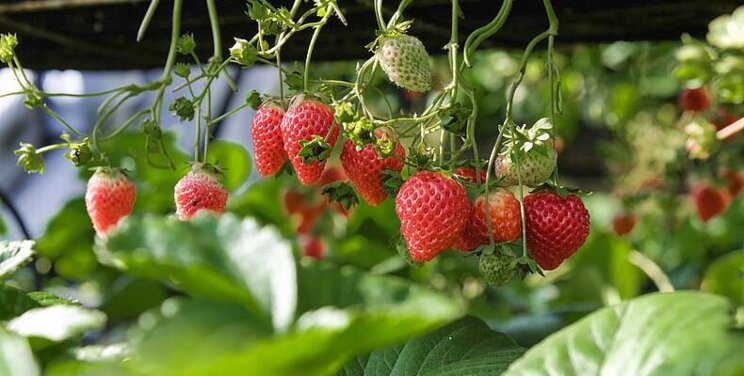 Watch for spider mites on greenhouse strawberries