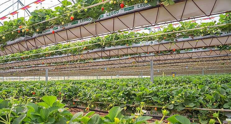 Light Science Technologies secures trials for sensorGROW Light Science Technologies secures trials for sensorGROW