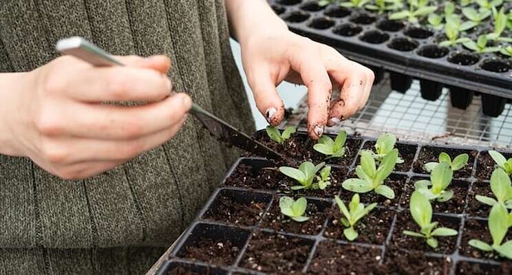 Seed-X's revolutionary GeNee tech sold to De Bolster Seed-X's revolutionary GeNee tech sold to De Bolster