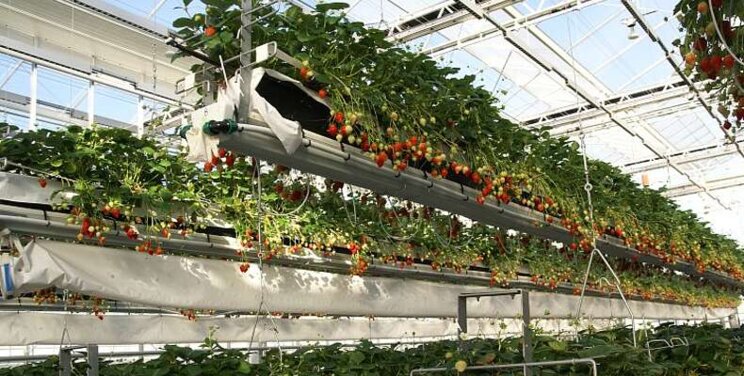 Strawberry cultivation also productive with little use of gas Strawberry cultivation also productive with little use of gas