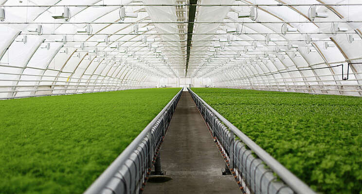Greenhouses effectively extend growing seasons