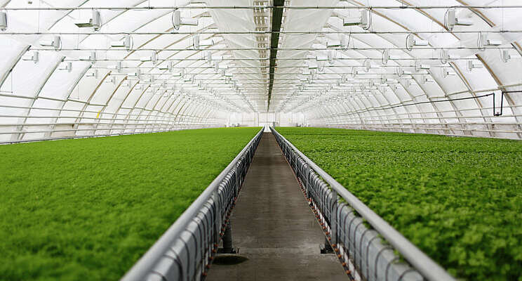 Greenhouses effectively extend growing seasons Greenhouses effectively extend growing seasons