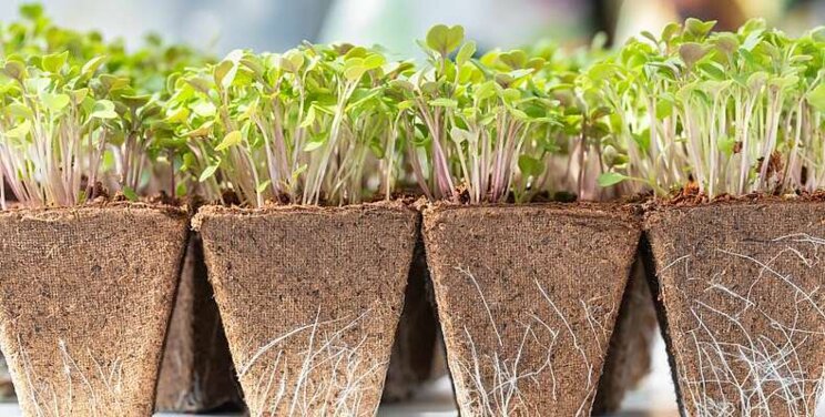 Appearance and durability in the range of biocontainers Appearance and durability in the range of biocontainers