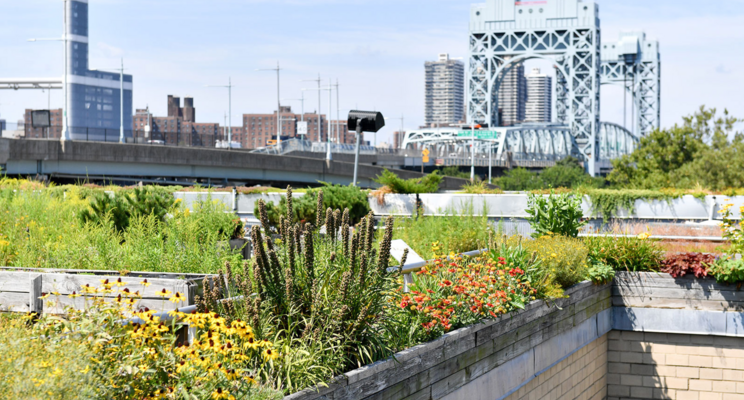 6 recommendations for NYC's new director of urban agri 6 recommendations for NYC's new director of urban agri