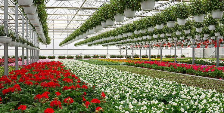 Floriculture wave shows no signs of slowing down