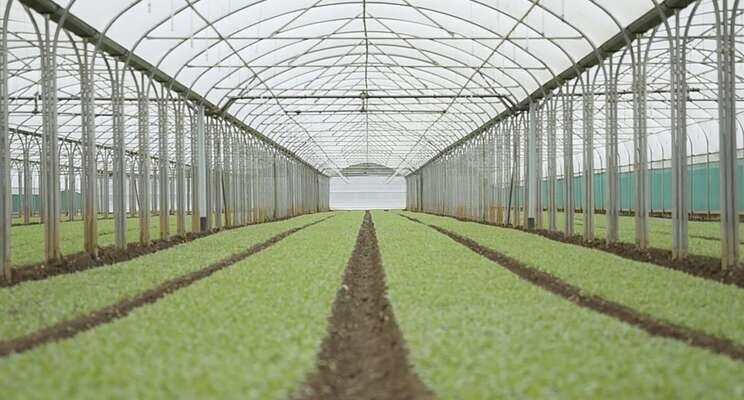 LST completed the 1st phase of Zenith Nurseries contract