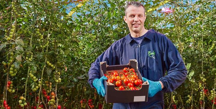 Philips horti LED solutions and Stolze provide Bryte with full LED Philips horti LED solutions and Stolze provide Bryte with full LED