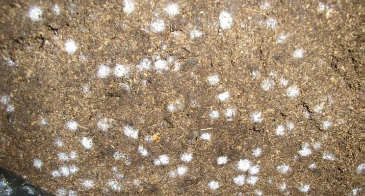 Mold in growing media? Don't be alarmed Mold in growing media? Don't be alarmed
