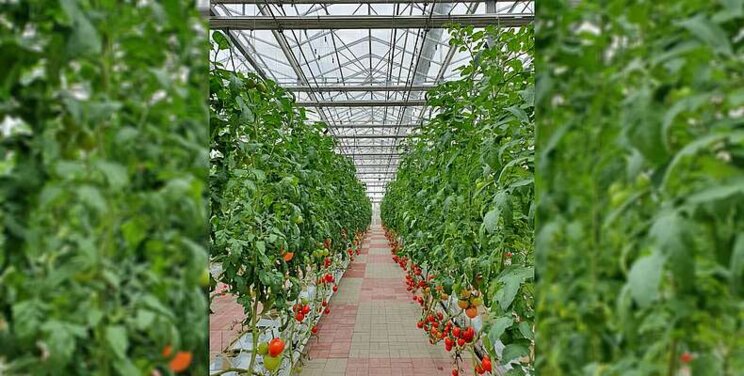 Future of tomatoes amid CA drought: Hydroponic?
