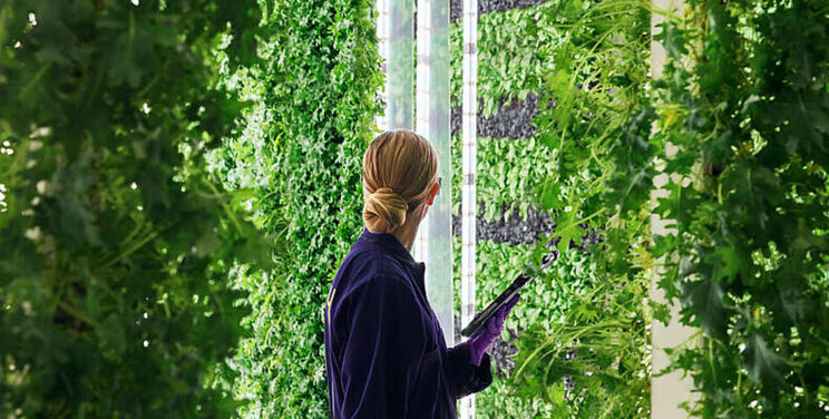 Huge vertical farm venture will raise strawberries to a new level