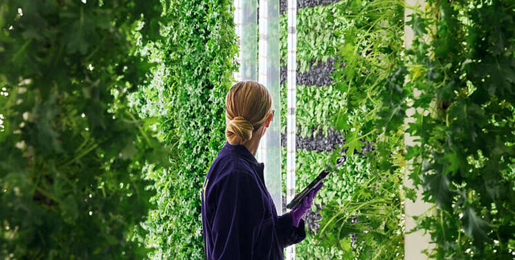 Huge vertical farm venture will raise strawberries to a new level Huge vertical farm venture will raise strawberries to a new level