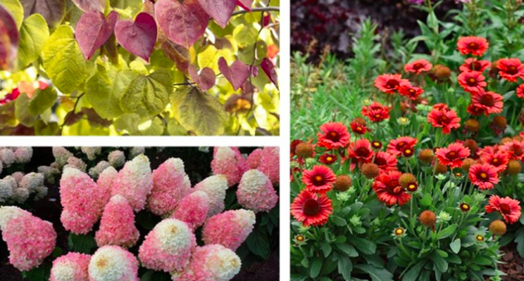 Handpicked for You announces the class of 2023 plant selections Handpicked for You announces the class of 2023 plant selections