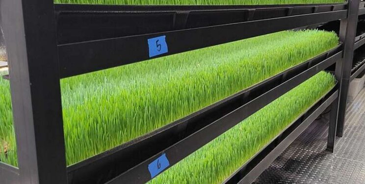 FarmBox Foods launches indoor farm that grows livestock feed FarmBox Foods launches indoor farm that grows livestock feed