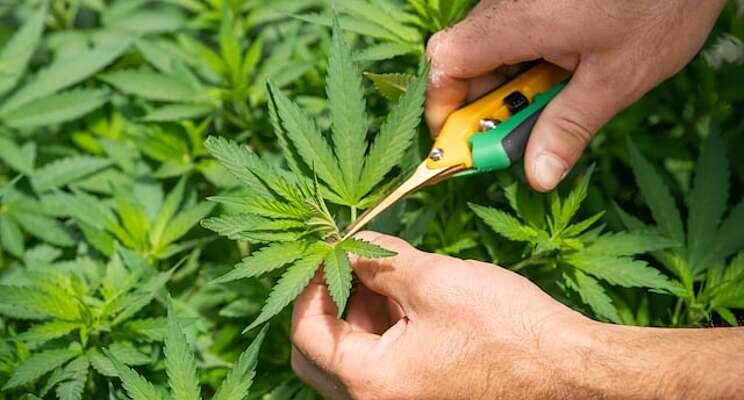 How to use data collection for cannabis cultivation