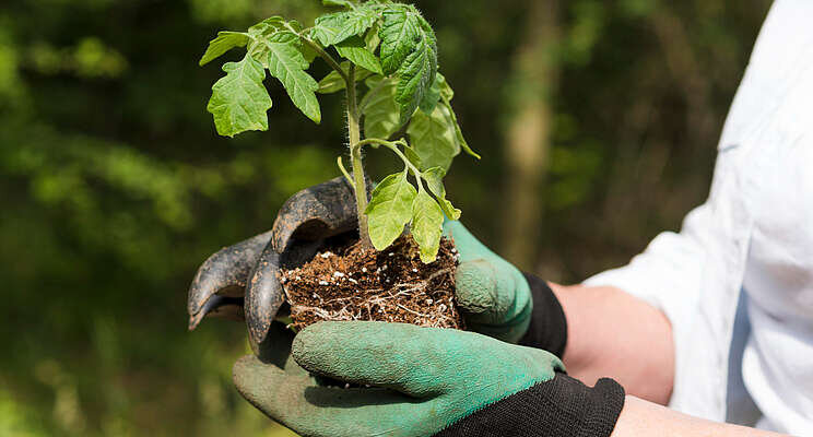 Compostable pots are an emerging need for greenhouses