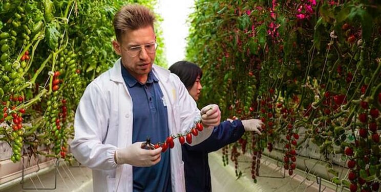 High energy prices hitting European tomato growers hard High energy prices hitting European tomato growers hard