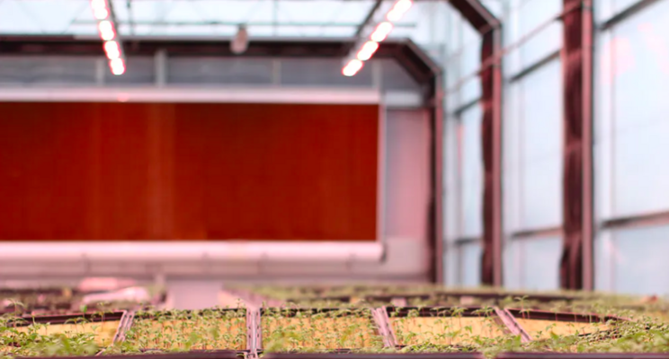 Starting seeds indoors with LED grow lights Starting seeds indoors with LED grow lights