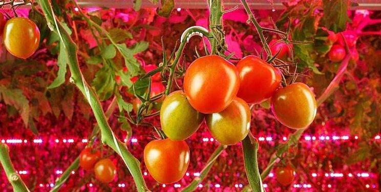 New partnership to create indoor farm nutrients from seafood New partnership to create indoor farm nutrients from seafood