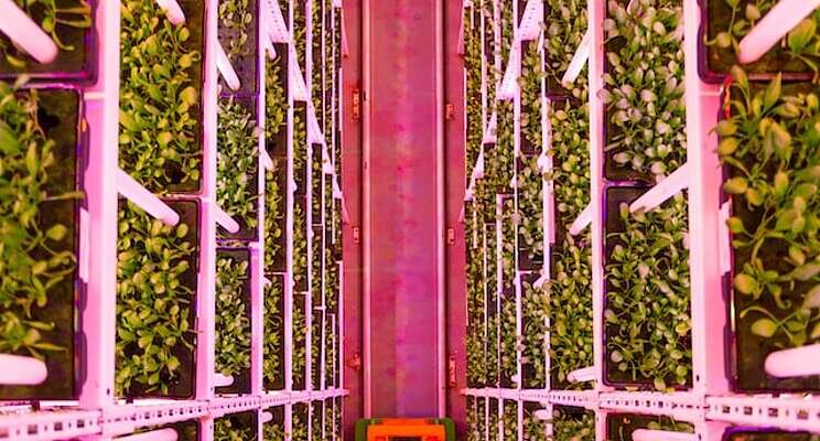 UK vertical farm firm eyes Ireland for expansion after raising funds UK vertical farm firm eyes Ireland for expansion after raising funds