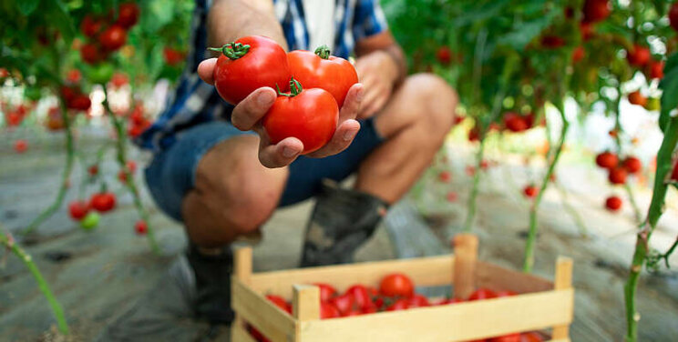 New virus-resistant tomato varieties New virus-resistant tomato varieties