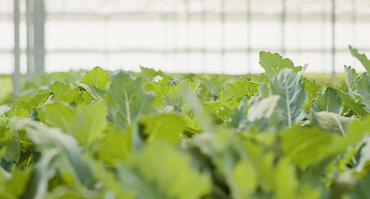 Energy crisis empties world's top producer's greenhouses Energy crisis empties world's top producer's greenhouses