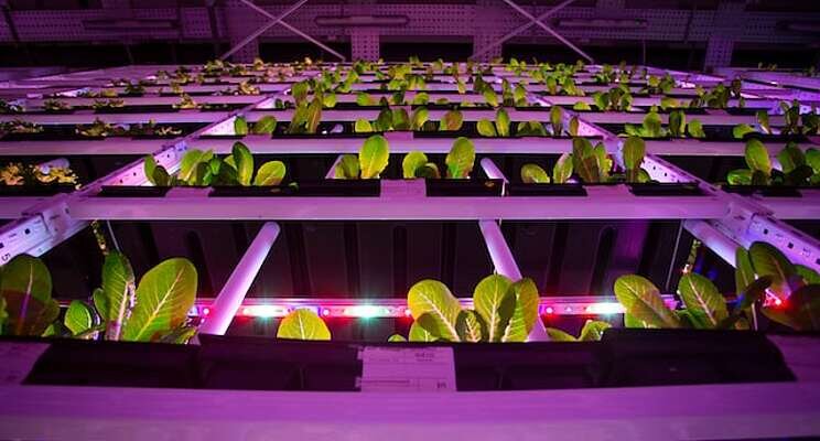Group Amana constructs world's largest vertical farm in Dubai