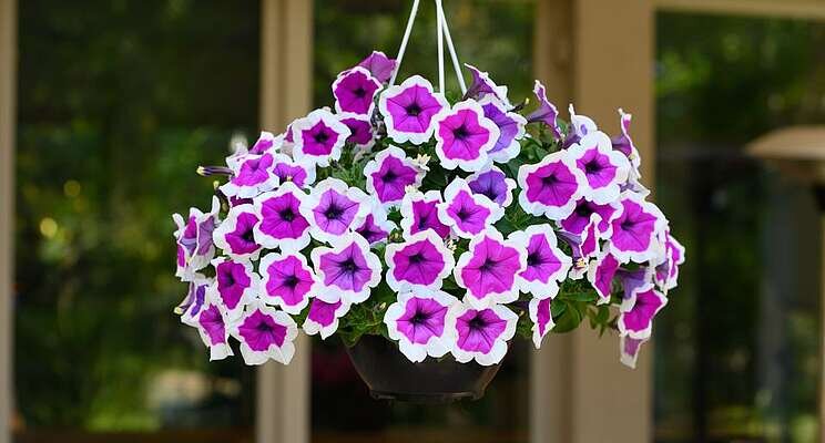 ICYMI: 28 Sun-loving varieties to consider for 2023 ICYMI: 28 Sun-loving varieties to consider for 2023