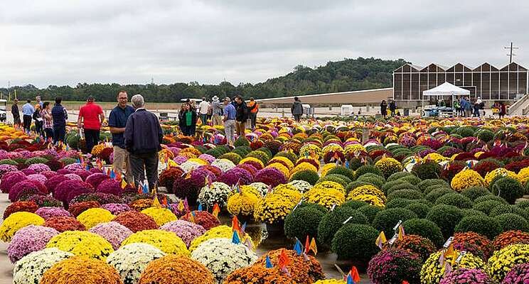 Metrolina Greenhouses announces fall Mum Trials