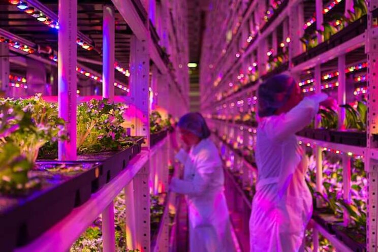 Could indoor plant factories be the norm in 10 years?