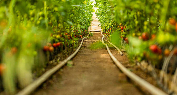 Greenhouse technology holds employment potential Greenhouse technology holds employment potential