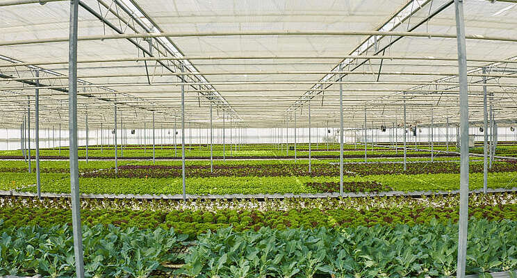 Tech of the year: How Intrinsa is breeding healthier plants Tech of the year: How Intrinsa is breeding healthier plants