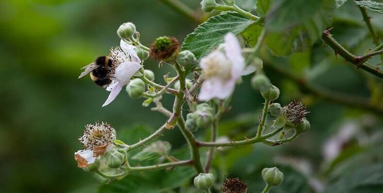 High quality blackberries thanks to Biobest bumblebees