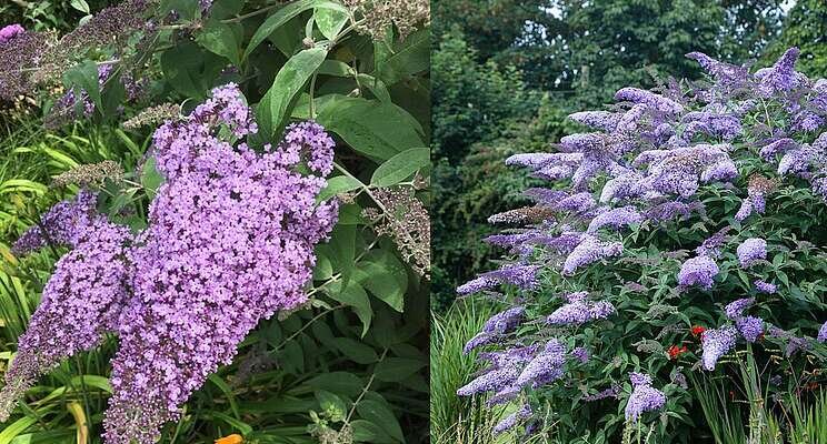 A proper news Buddleja at Four Oaks A proper news Buddleja at Four Oaks