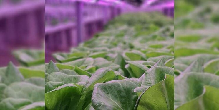 2022 Vertical Farming World Awards finalists announced 2022 Vertical Farming World Awards finalists announced