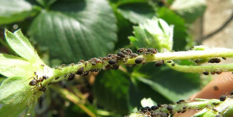Employ predator and parasite programme to control aphids Employ predator and parasite programme to control aphids