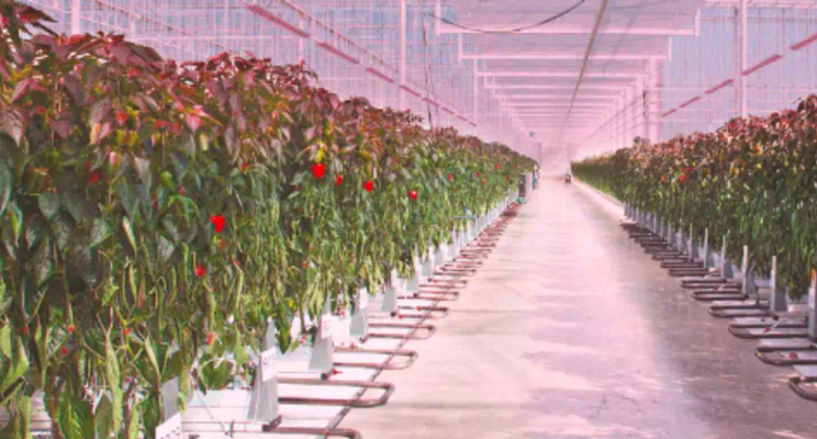 Horti lighting - LED and sensor solutions for optimal growth Horti lighting - LED and sensor solutions for optimal growth