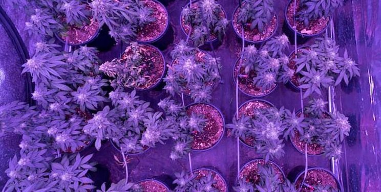 Fluence deploys cannabis lights at vertical farm in Israel Fluence deploys cannabis lights at vertical farm in Israel