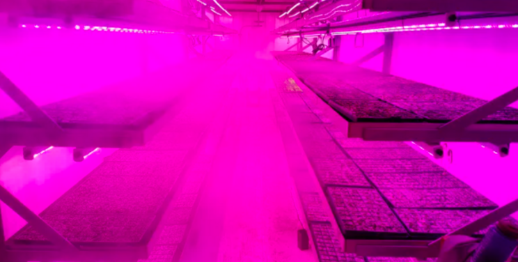 What is the Best grow light for your CEA operation? What is the Best grow light for your CEA operation?