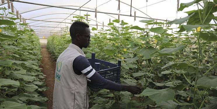 Turkish charities provide lifeline to Somalia with greenhouses Turkish charities provide lifeline to Somalia with greenhouses