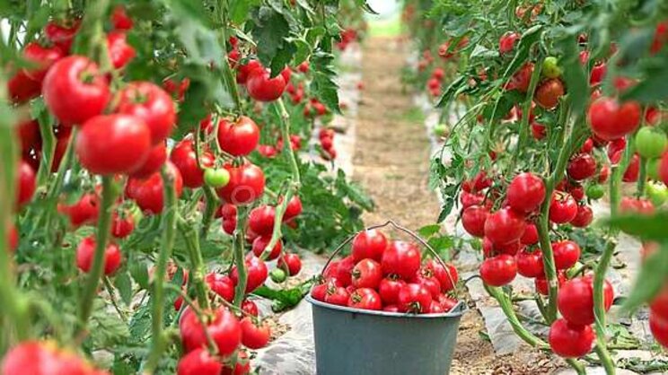 Harvest Billions of organic tomatoes in a greenhouse