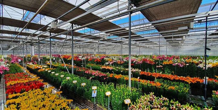 Onings Lily trials flowering 24/7 Onings Lily trials flowering 24/7